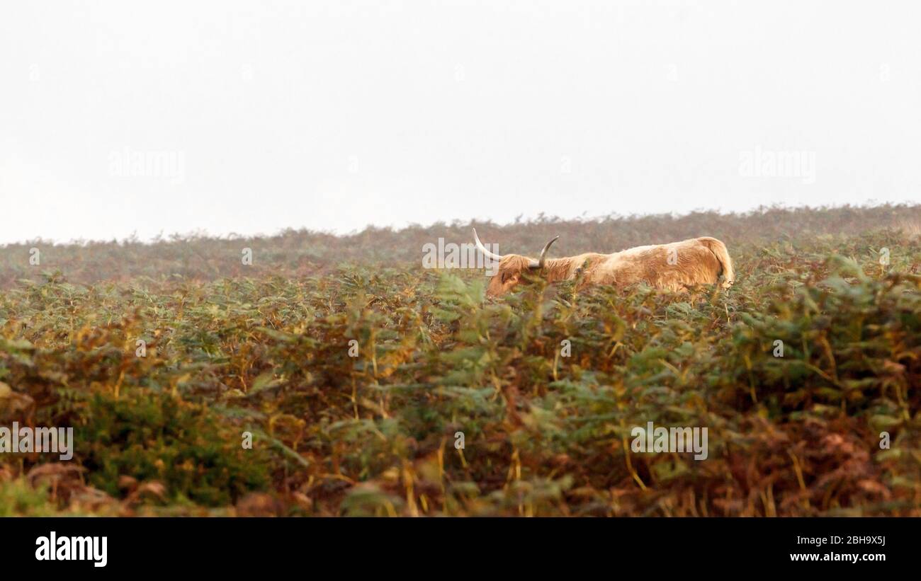 Un ganado escocés de las tierras altas, ganado de las tierras altas o Kyloe en Dartmoor en el condado de Devon, Inglaterra, Reino Unido Foto de stock