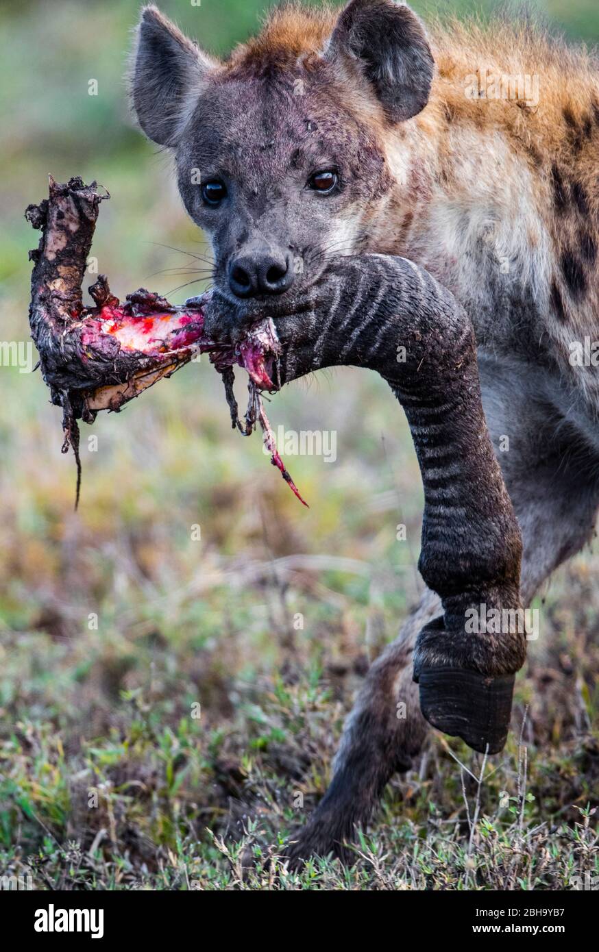 Retrato de Hyena manchada (Crocuta crocuta) con la pierna de animal en la boca, Área de Conservación de Ngorongoro, Tanzania, África Foto de stock