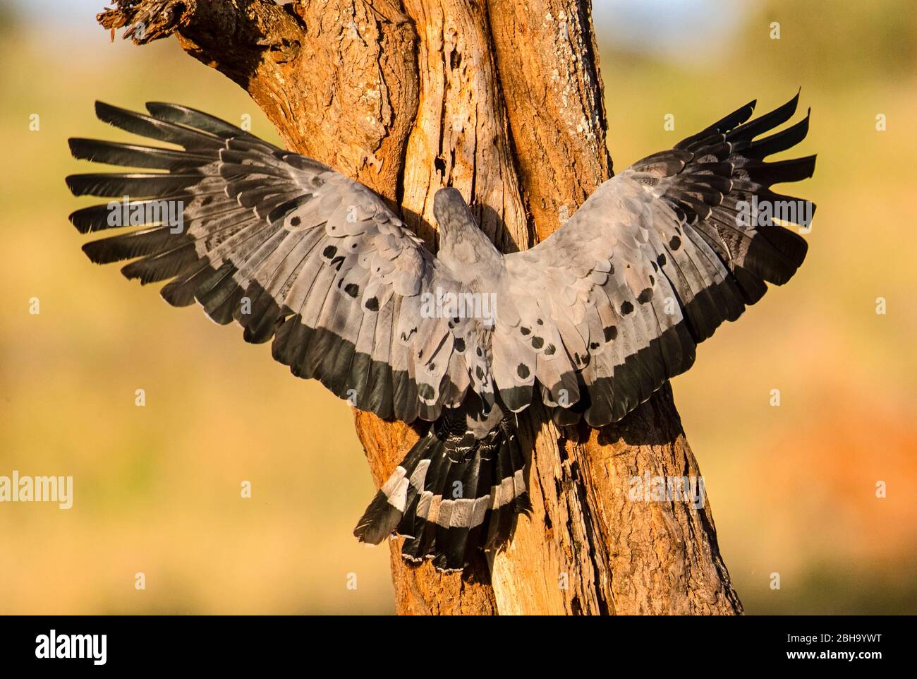 Vista posterior del arrier-hawk africano (Polyboroides typus) sobre el árbol, Parque Nacional Tarangire, Tanzania, África Foto de stock