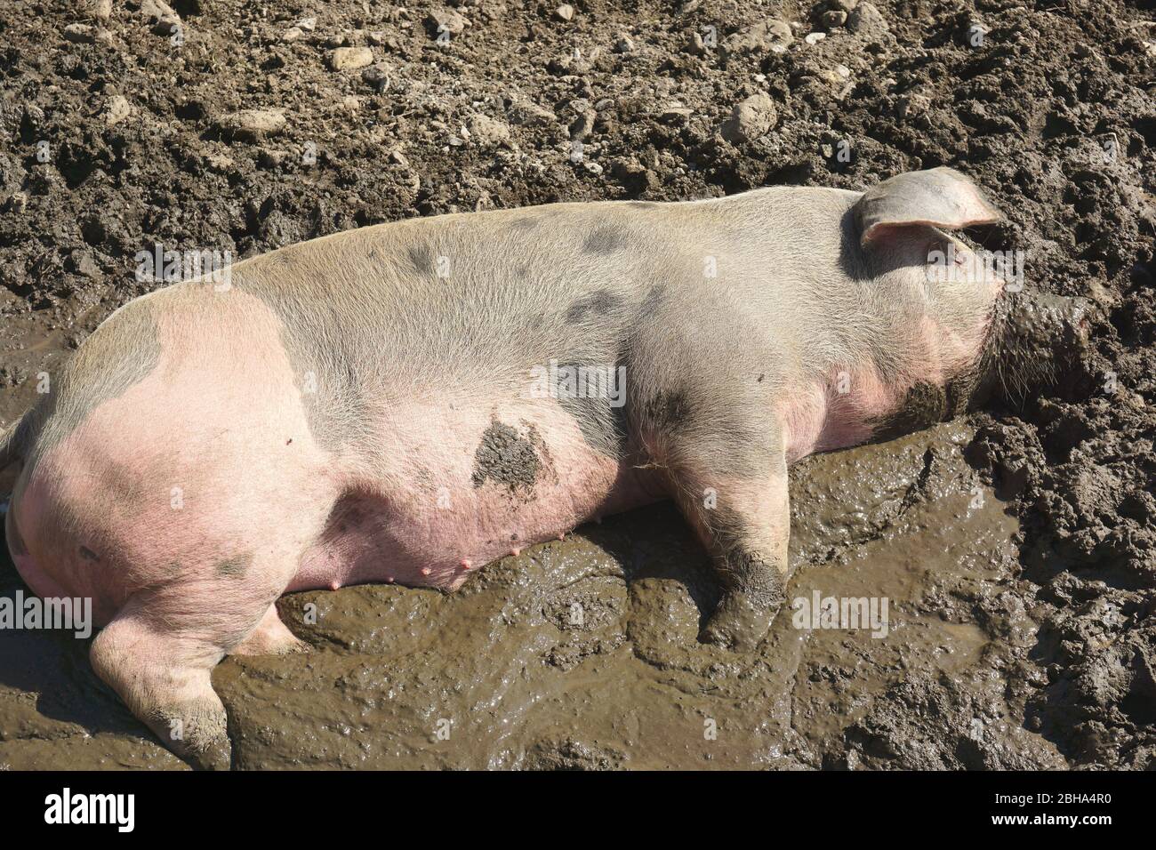 Cerdo doméstico descansando en barro Fotografía de stock - Alamy