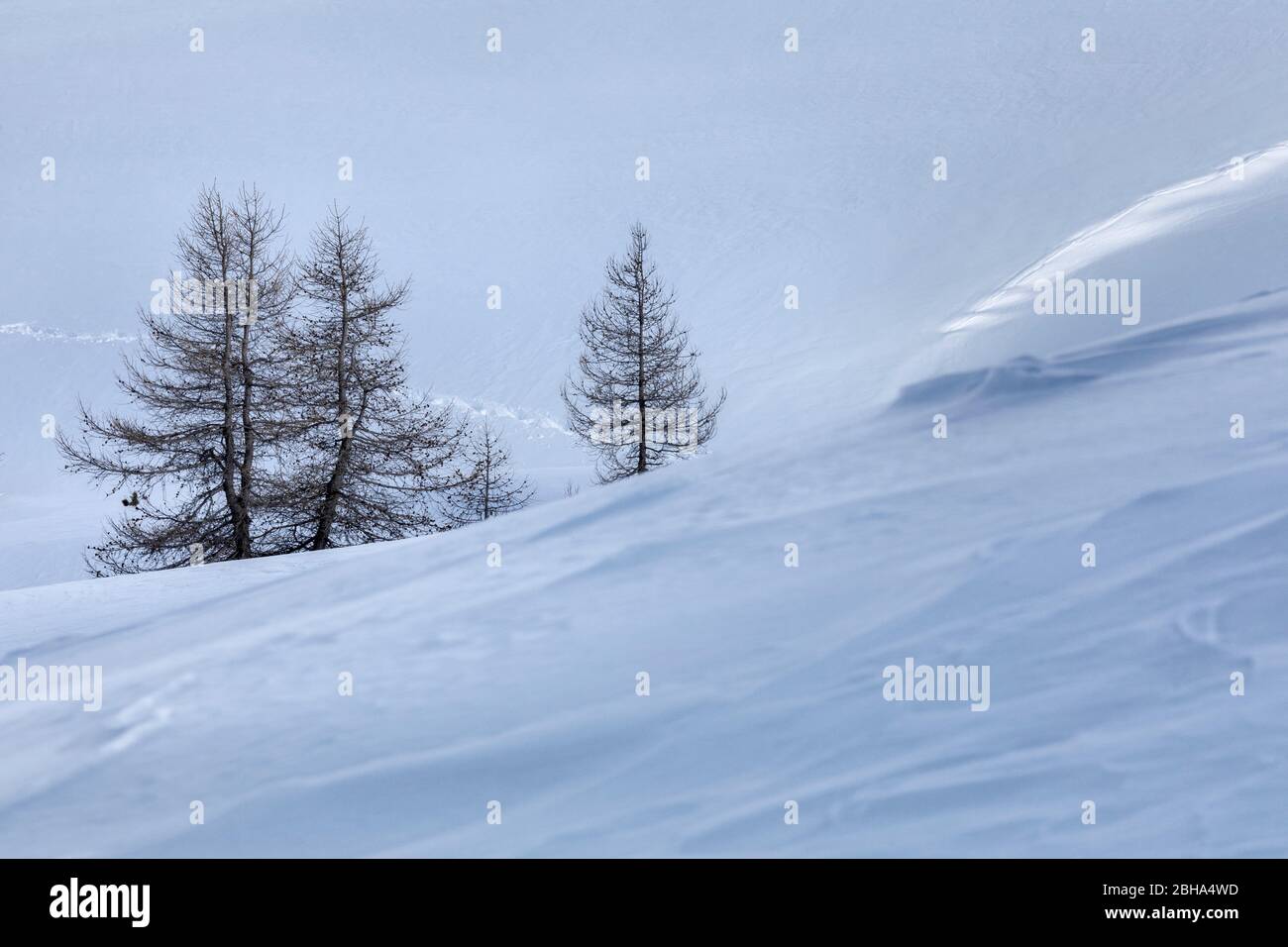 Árboles sin hojas y solitarios en la nieve, giau Pass, Dolomitas, Belluno, Veneto, Italia Foto de stock
