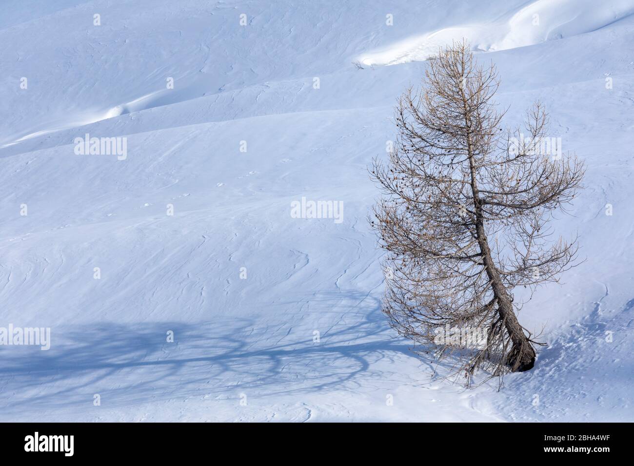 Árboles sin hojas y solitarios en la nieve, giau Pass, Dolomitas, Belluno, Veneto, Italia Foto de stock
