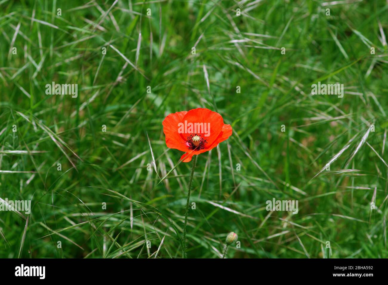 Una sola flor de amapola roja brillante en el borde de un campo, rodeada de hierba. Foto de stock