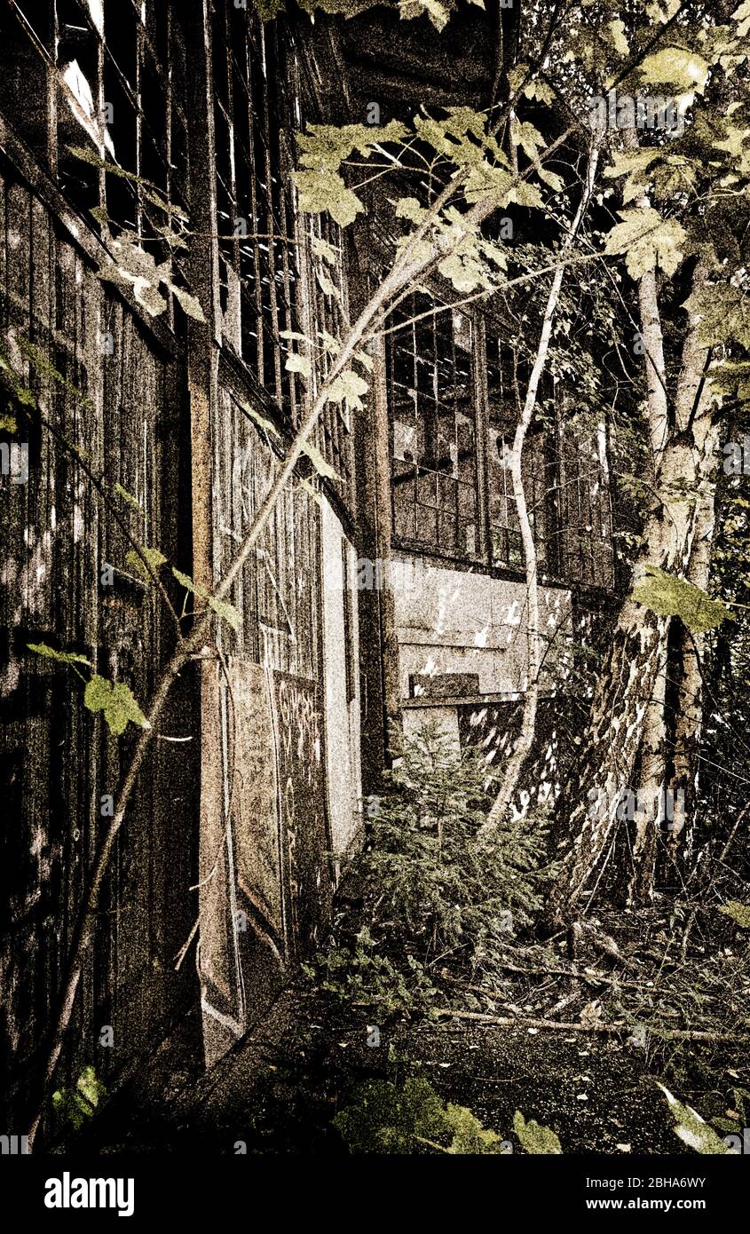 Puertas, matorral, ventanas salvajes, agrietadas, procesado digitalmente, RailArt Foto de stock