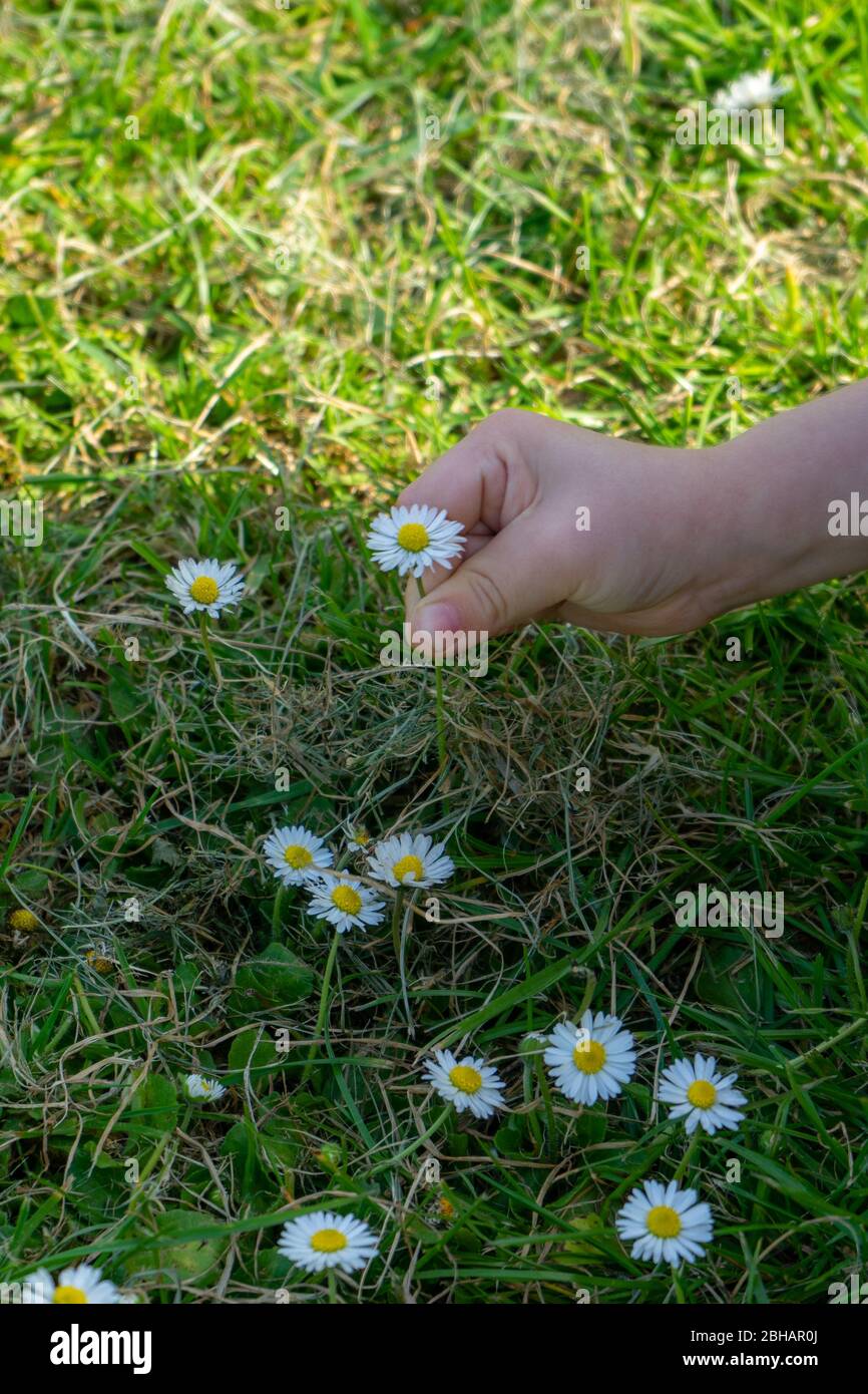 La mano de un niño que recoge margaritas en la hierba durante la primavera Foto de stock