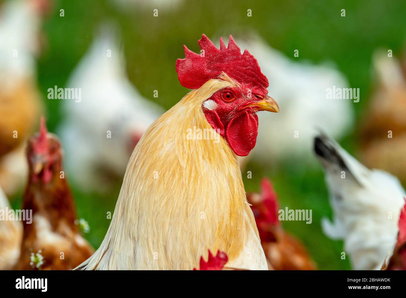 Freilaufende Hühner im Gehege Foto de stock
