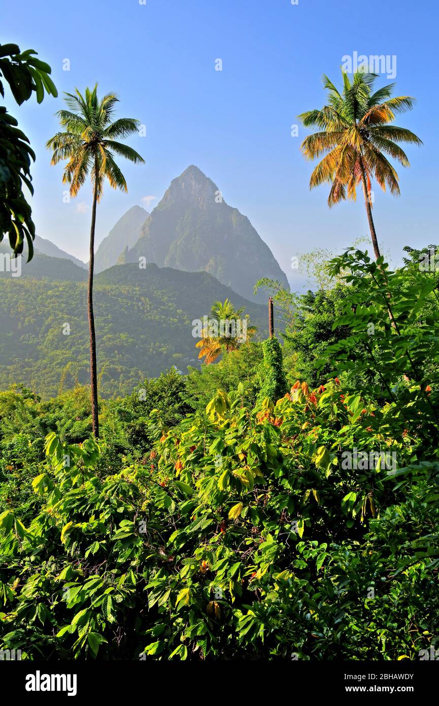 Paisaje tropical con los dos Pitons, Gros Piton 770m y Petit Piton 743m, Soufriere, Santa Lucía, Antillas menores, Antillas Occidentales, Caribe Foto de stock