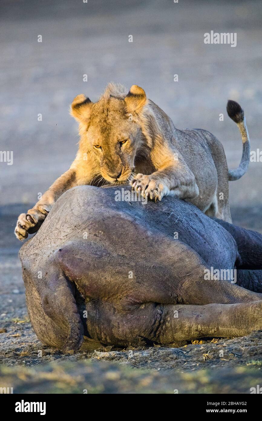 León joven (Panthera leo) alimentándose de animales muertos, Tanzania Foto de stock