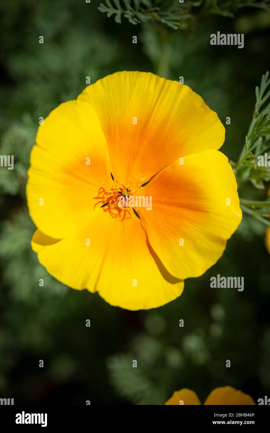 Gorro de amapola fotografías e imágenes de alta resolución - Alamy