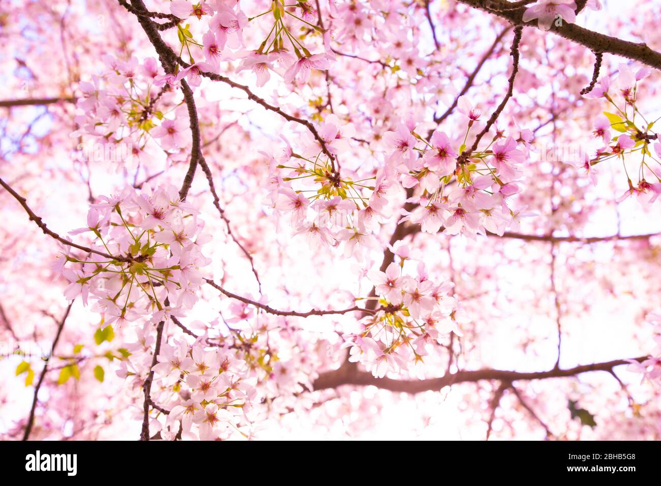 Flores de cereza. Cerezo japonés flores fondo. Sakura flor. Flores rosas en  primavera naturaleza fondo. No hay gente Fotografía de stock - Alamy