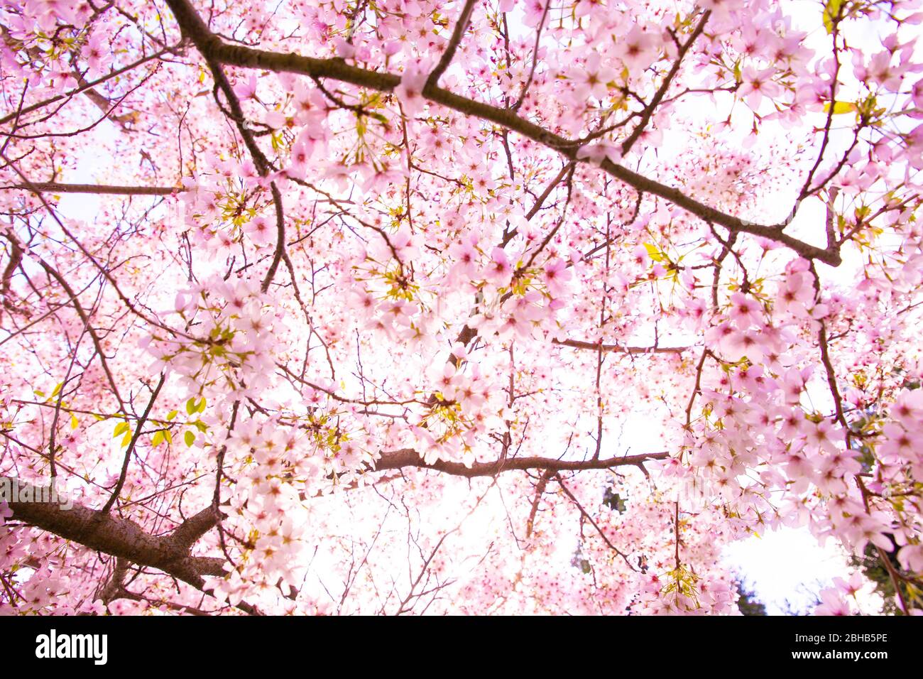 Flores de cereza. Cerezo japonés flores fondo. Sakura flor. Flores rosas en  primavera naturaleza fondo. No hay gente Fotografía de stock - Alamy
