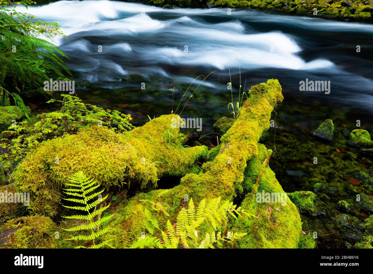 Cerca del río que fluye, Portland, Oregon, Estados Unidos Foto de stock