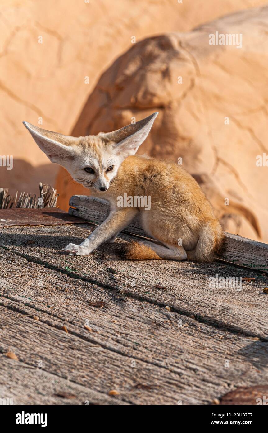 Una vista cercana de un zorro del desierto / zorro del fennec en el desierto del Sahara, Túnez Foto de stock