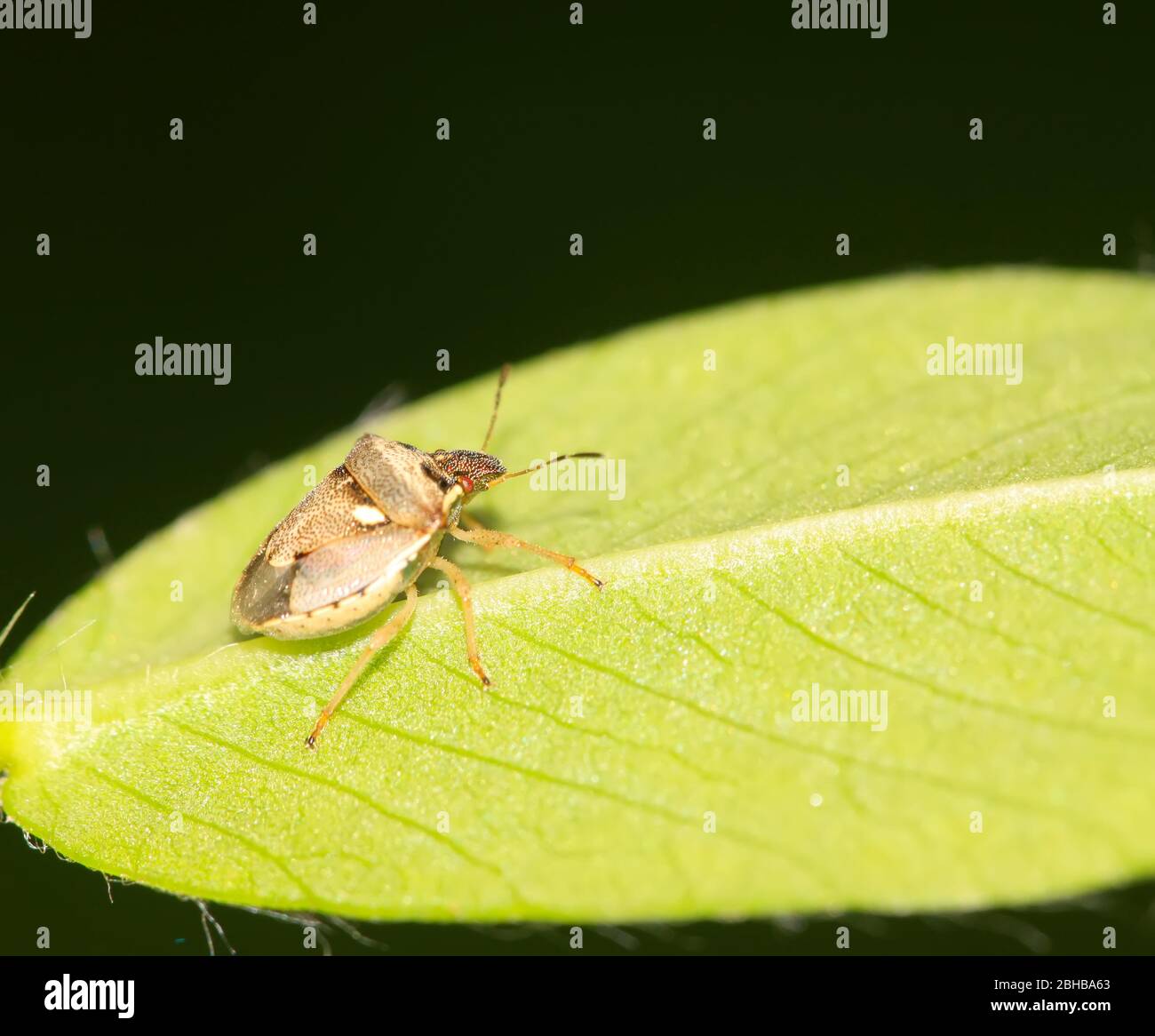 una especie de insecto estinkbug Foto de stock