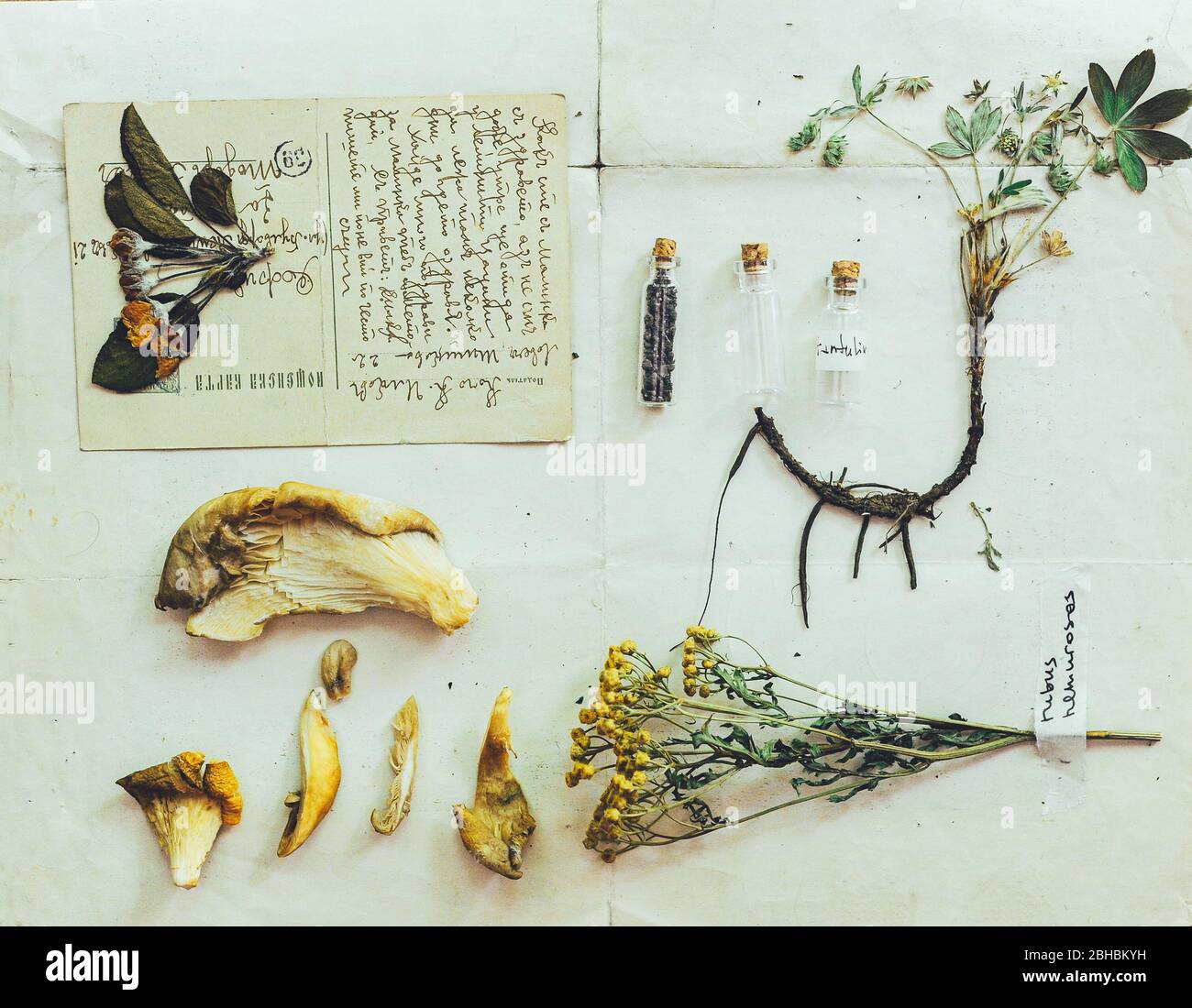 Medicina alternativa todavía la vida. Conjunto de herbario. Flores silvestres secas, prensadas sobre papel vintage. Historia de la farmacia Fotografía de stock - Alamy Medicina alternativa todavía la vida. Conjunto de herbario. Flores silvestres secas, prensadas sobre papel vintage. Historia de la farmacia Fotografía de stock - Alamy