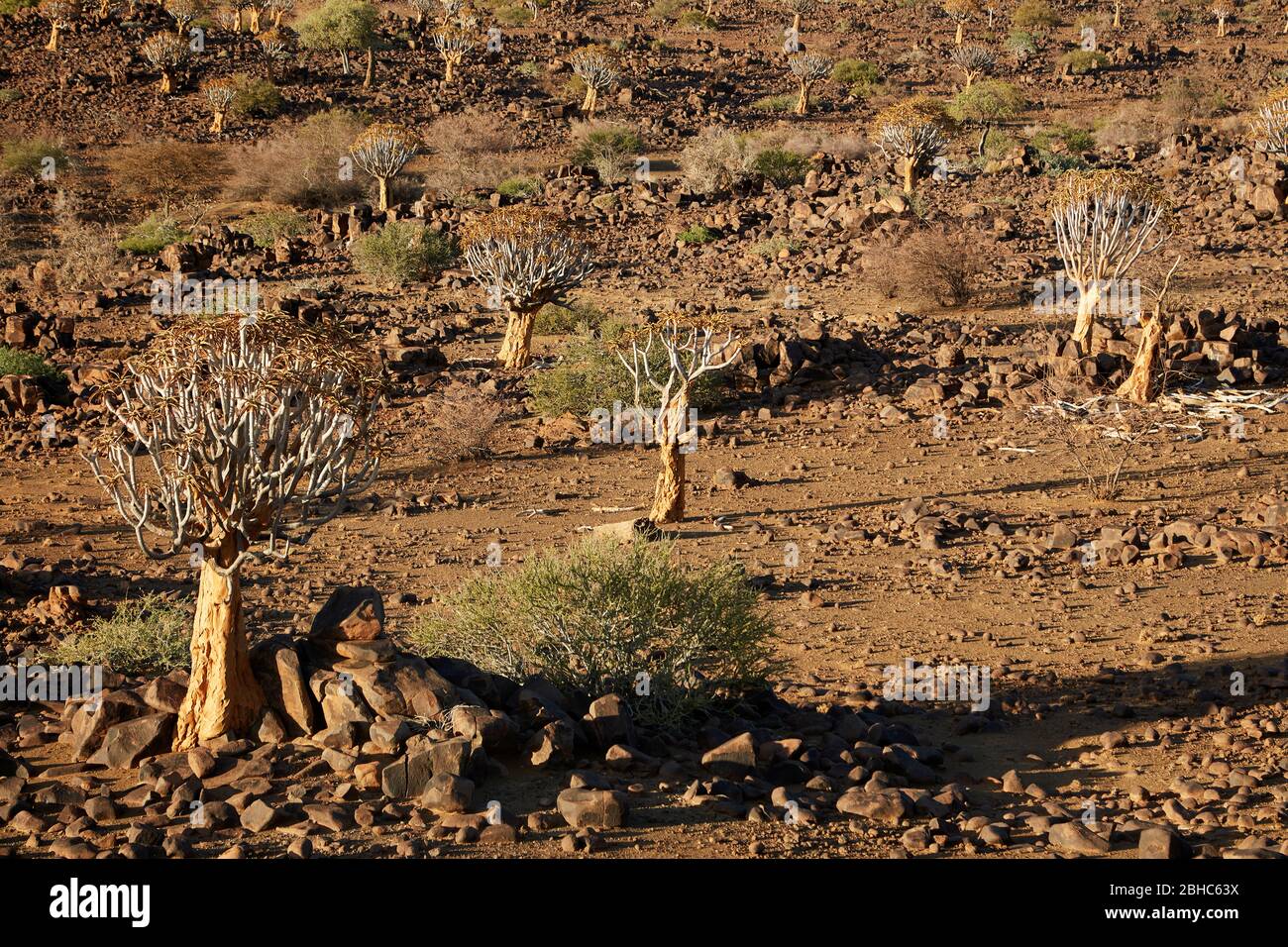Kocurboom o árboles de quiver (Aloe dichotoma), Mesosaurus Fossil Camp, cerca de Keetmanshoop, Namibia, África Foto de stock