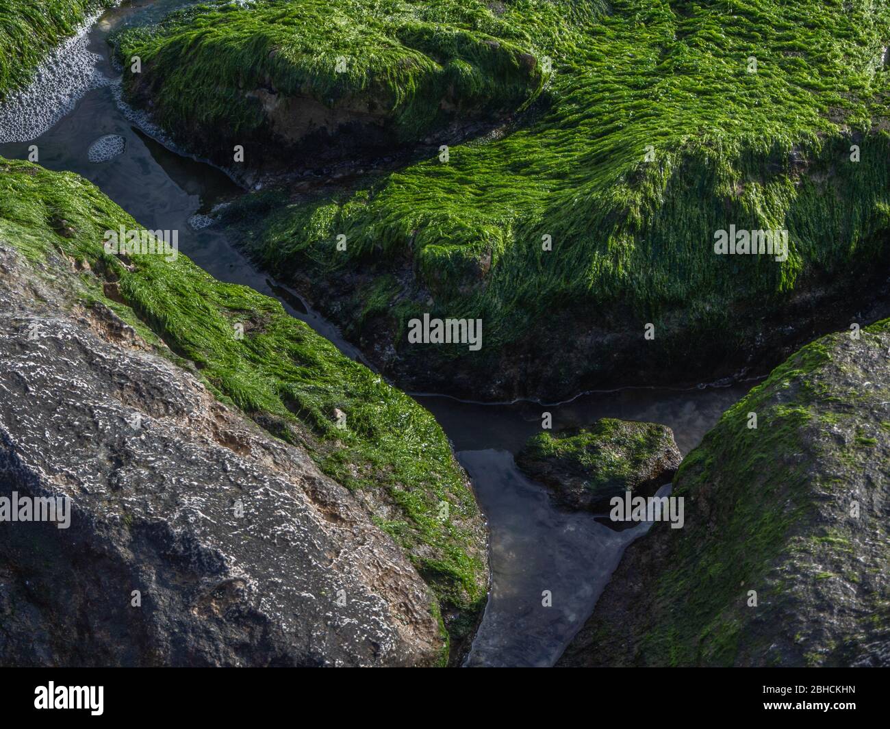 Rocas húmedas cubiertas de algas verdes Foto de stock