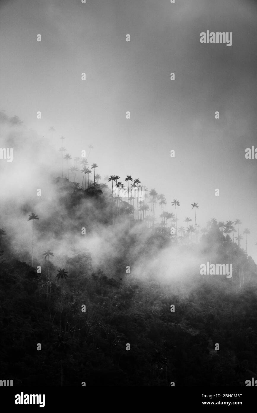 Valle de las Sombras. Colombia, Valle de Cocora. Día lluvioso sin fin en el Valle de Cocora. Cuando la lluvia se detuvo por un momento, las palmeras aparecieron repentinamente Foto de stock