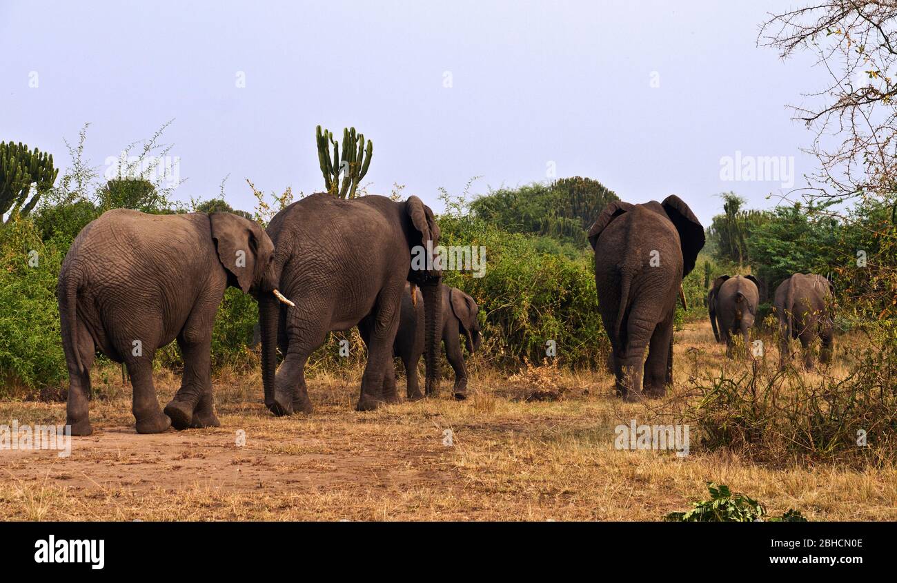 Una manada de razas se desplaza hacia los bosques para una noche de alimentación después de haber pasado la tarde en las orillas del Canal Kazinga Foto de stock