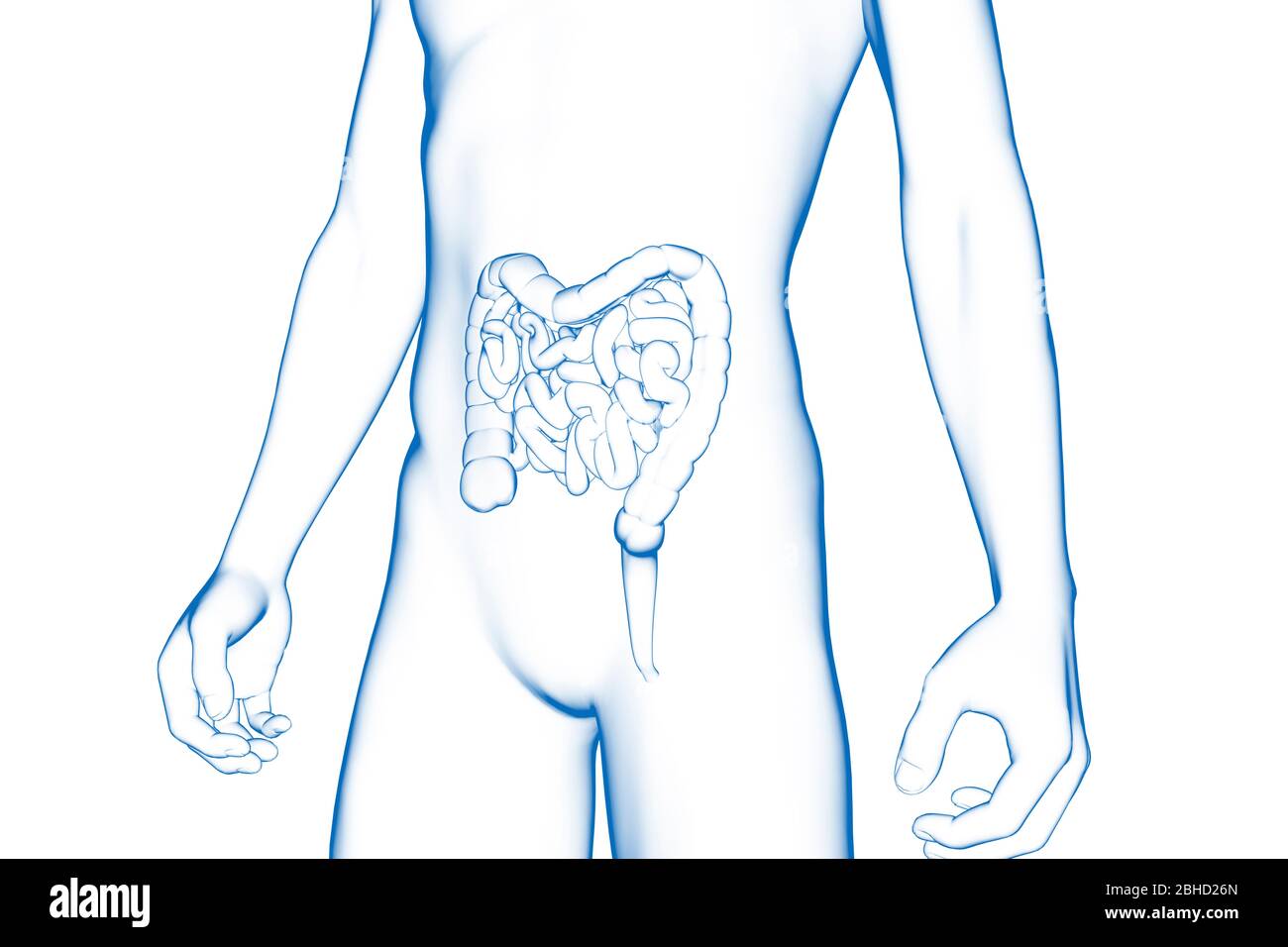 Intestino, órgano del cuerpo humano, modelo médico 3D Foto de stock