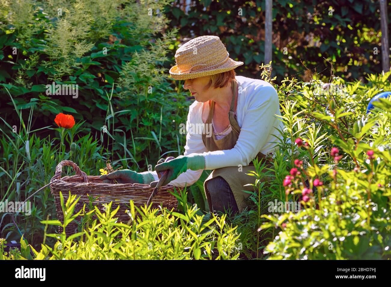 Una mujer en sombrero de paja trabajando con desyerba en el jardín Foto de stock