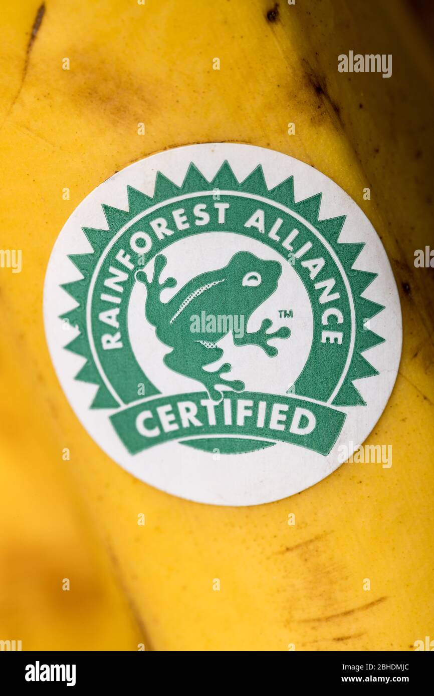 Logotipo de Rainforest Alliance en un plátano Foto de stock