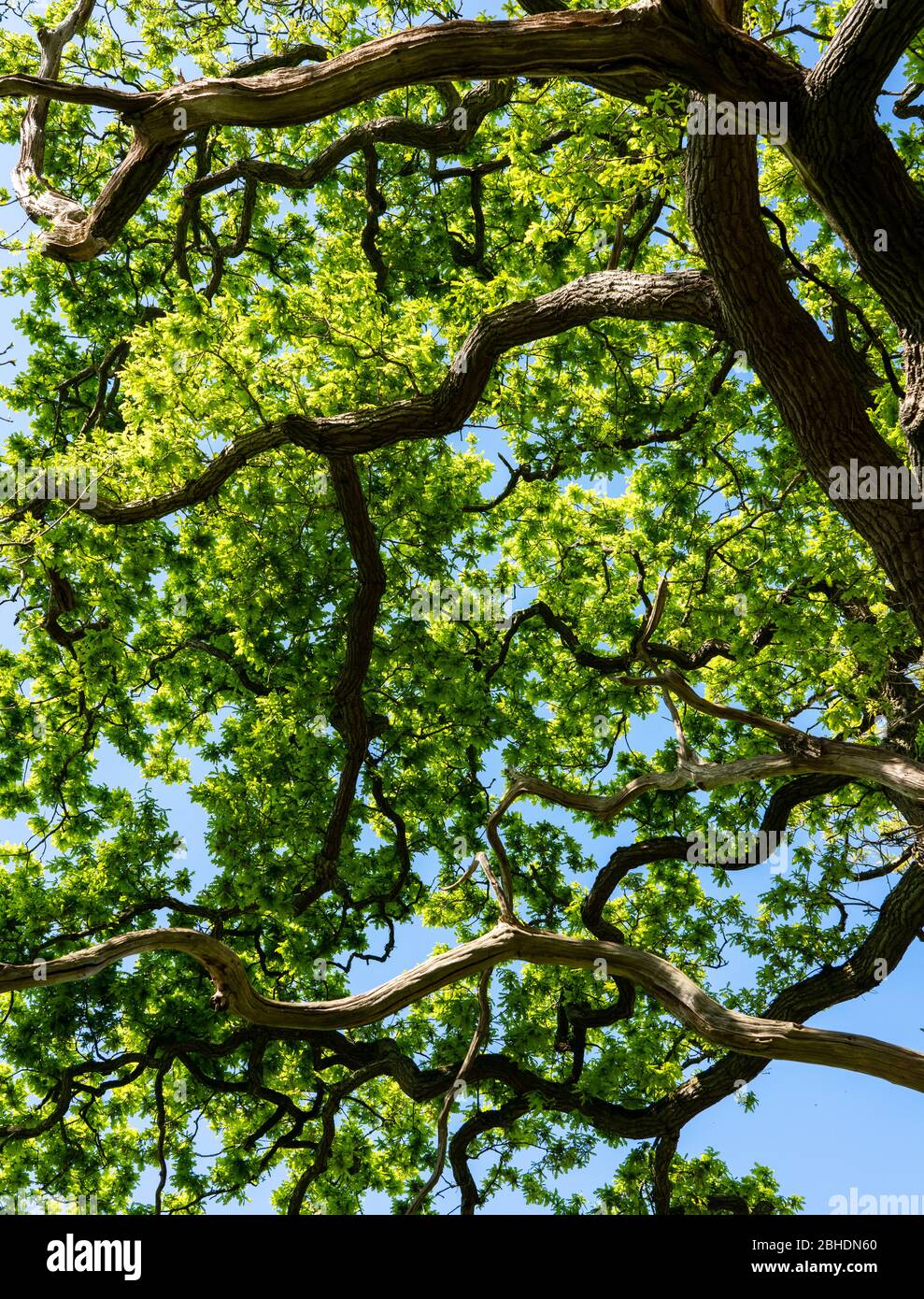 Mirando hacia arriba en el dosel de un robur inglés o pedunculado del roble Quercus con las hojas recién emergidas en primavera - Somerset Reino Unido Foto de stock