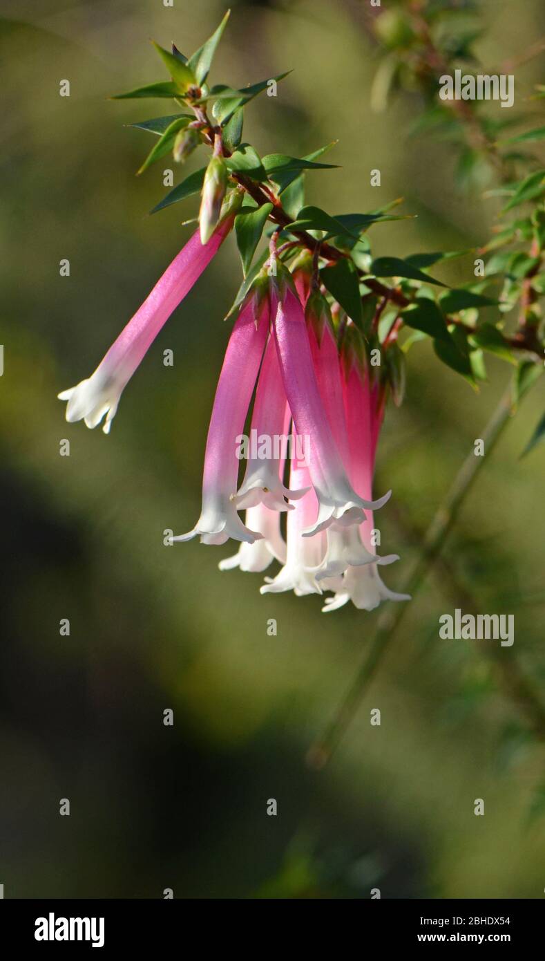 El rosa, el rojo y el blanco flores en forma de campana del australiano Heath, Fuchsia Epacris longiflora, la familia Ericaceae, Royal National Park, NSW, Australia. Foto de stock