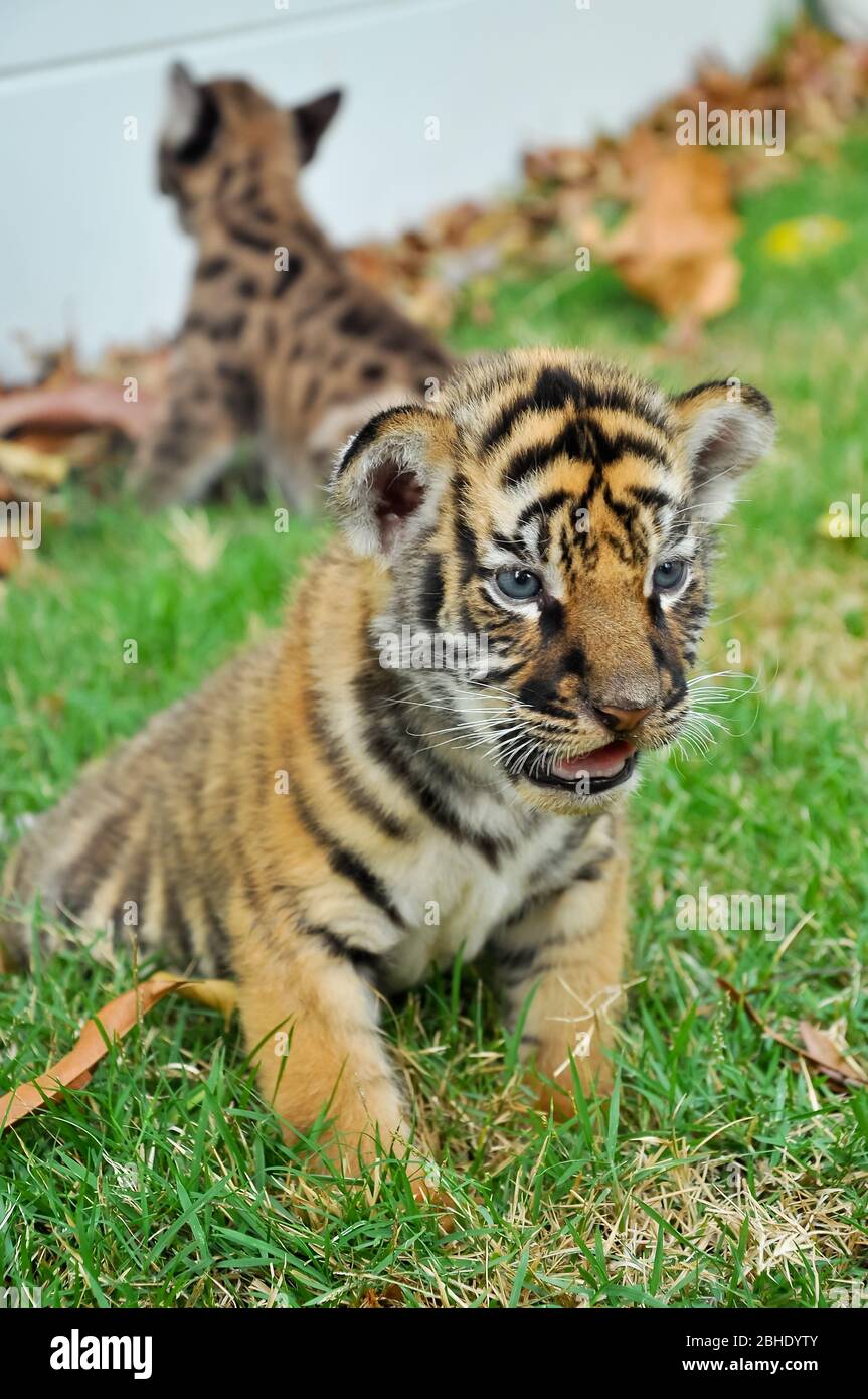 El tigre y el gatito de bengala del bebé son muy similares. Pero el tigre  de bengala del bebé es un más grande que gatito Fotografía de stock - Alamy