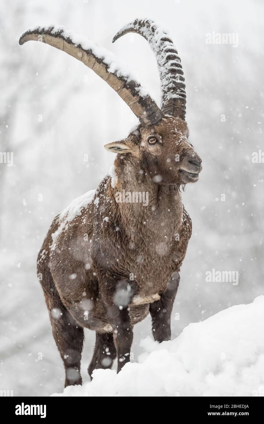 Call of the Wild, retrato de los Alpes ibex bajo tormenta de nieve (Capra ibex) Foto de stock