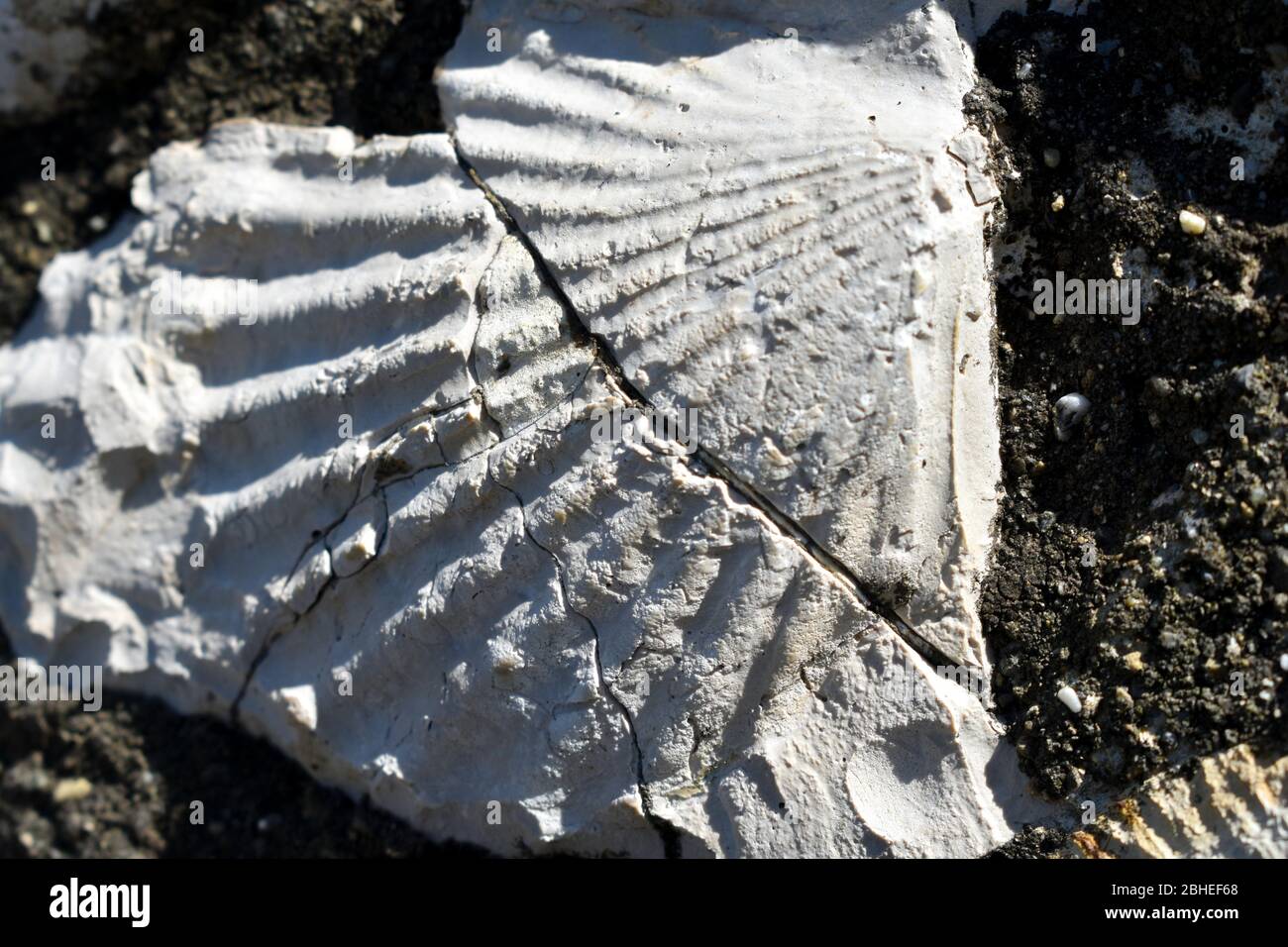 Ammonites fosilizados del período Cretácico. Foto de stock