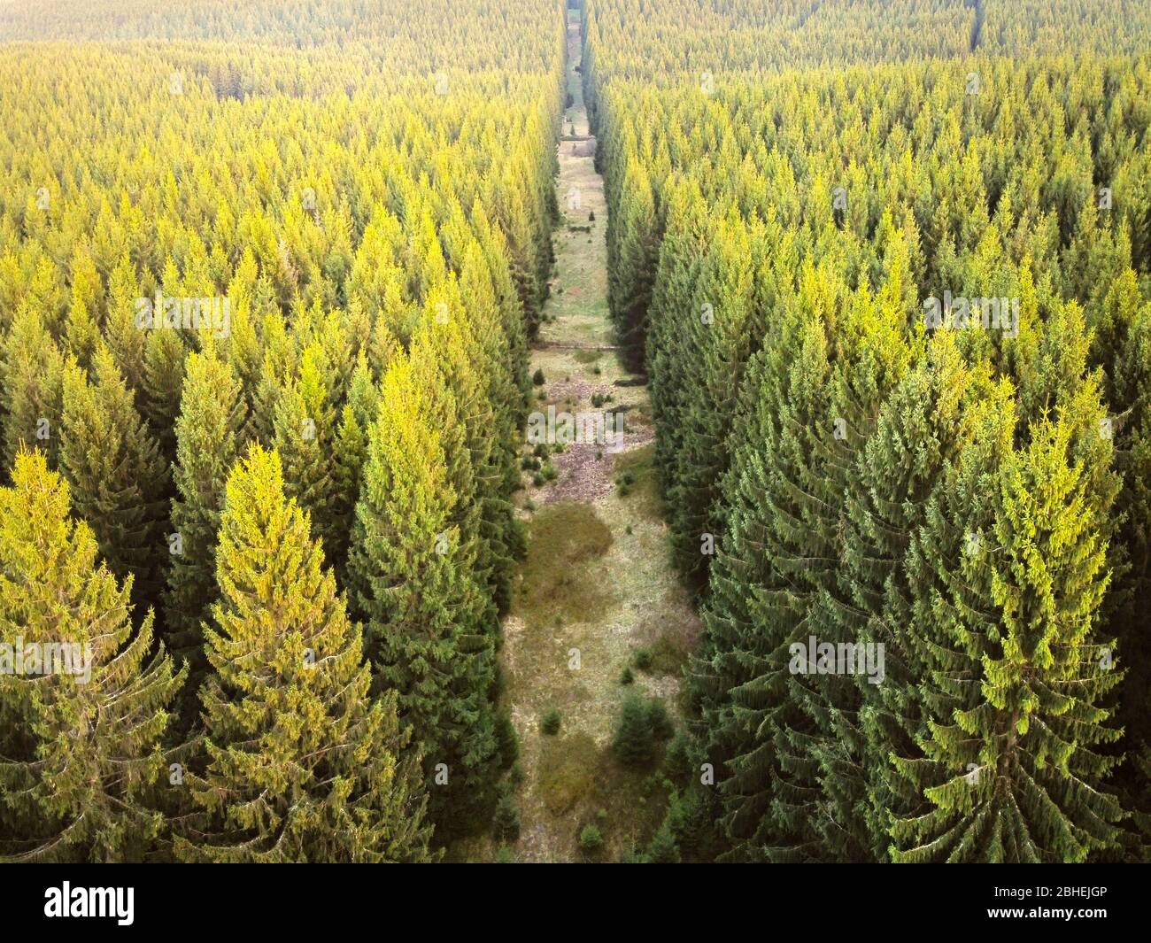 Vista aérea de drones del bosque de coníferas iluminada por el sol de la tarde en primavera. Swatha bosque, tira libre de árboles en el bosque de piceas. Foto de stock