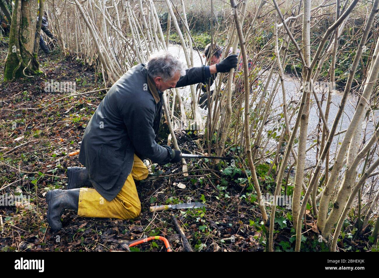Voluntario de conservación de la naturaleza usando una podadora para poner una cobertura en el borde de una reserva de madera Somerset Wildlife Trust en Somerset. Foto de stock