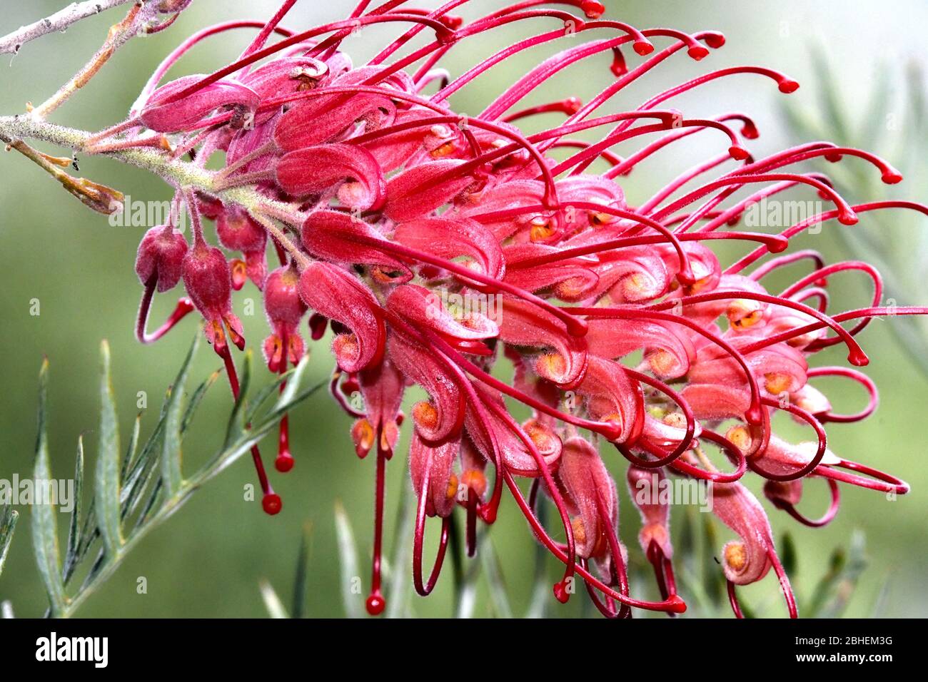 Flores australianas grevillea Blossom Foto de stock