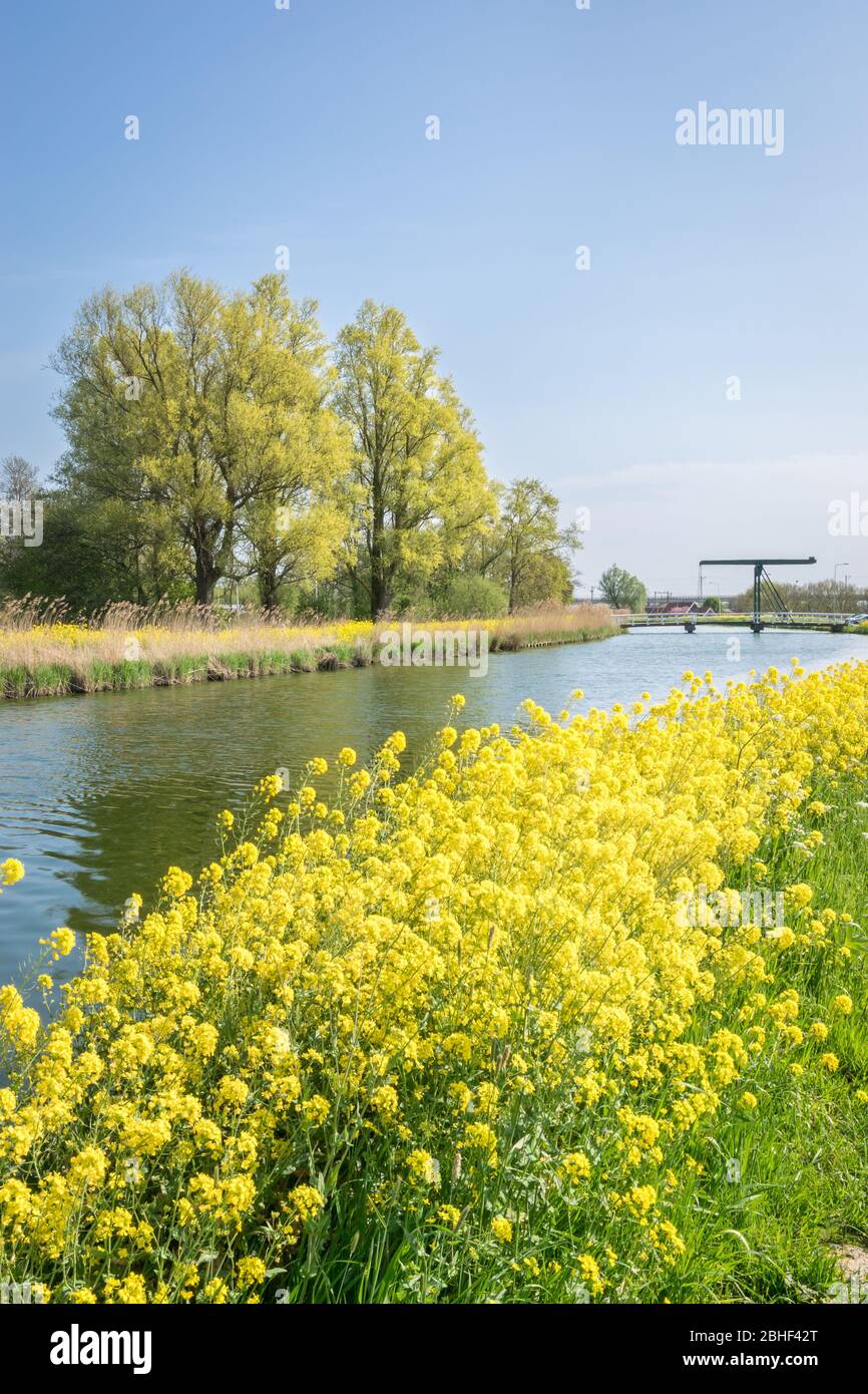 Semilla de colza creciendo a lo largo de un canal en primavera. El puente levadizo clásico holandés es visible en la distancia. Foto de stock