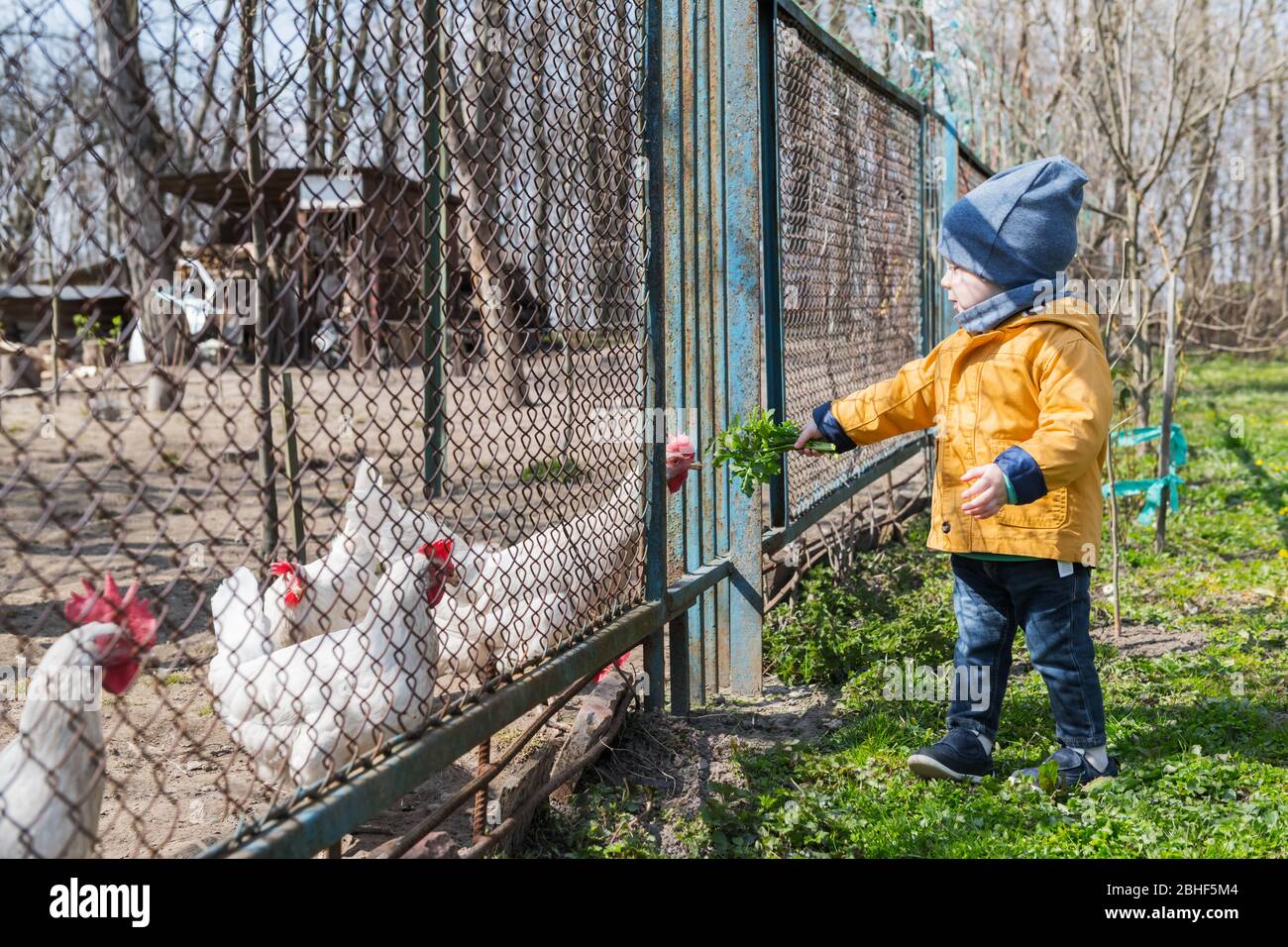 El niño alimenta a los pollos a través de la rallera en el jardín de primavera Foto de stock