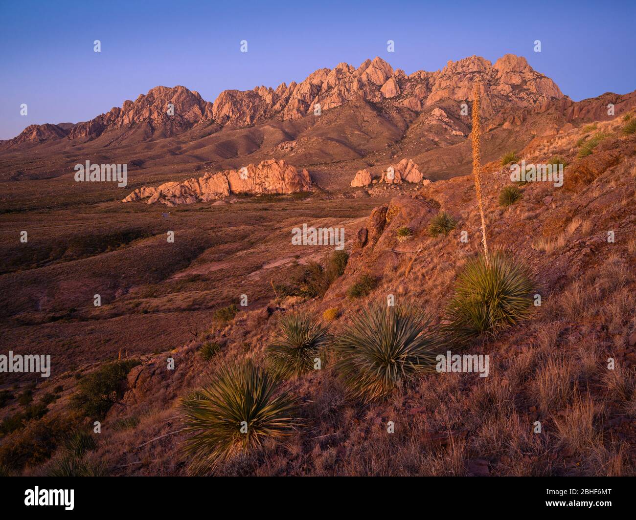 Plantas de yuca de Sotol y las Montañas de Órgano, Nuevo México. Foto de stock