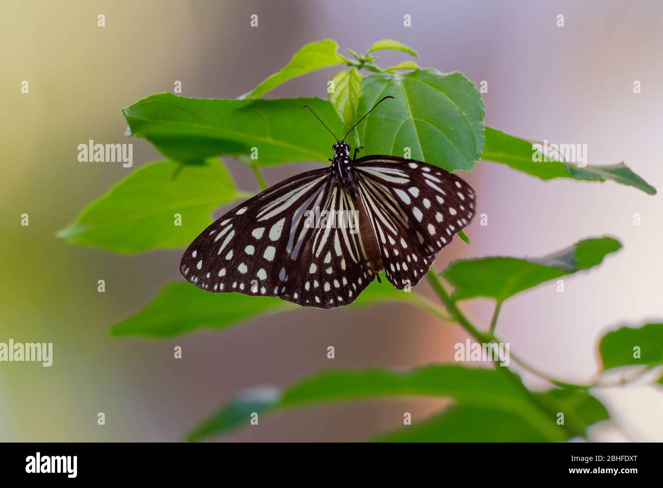 Tigre de Glassy oscuro - Parantica agleoides mariposa asiática encontrada en la India que pertenece a los cuervos y tigres, es decir, el grupo de danaid del cepillo-fo Foto de stock