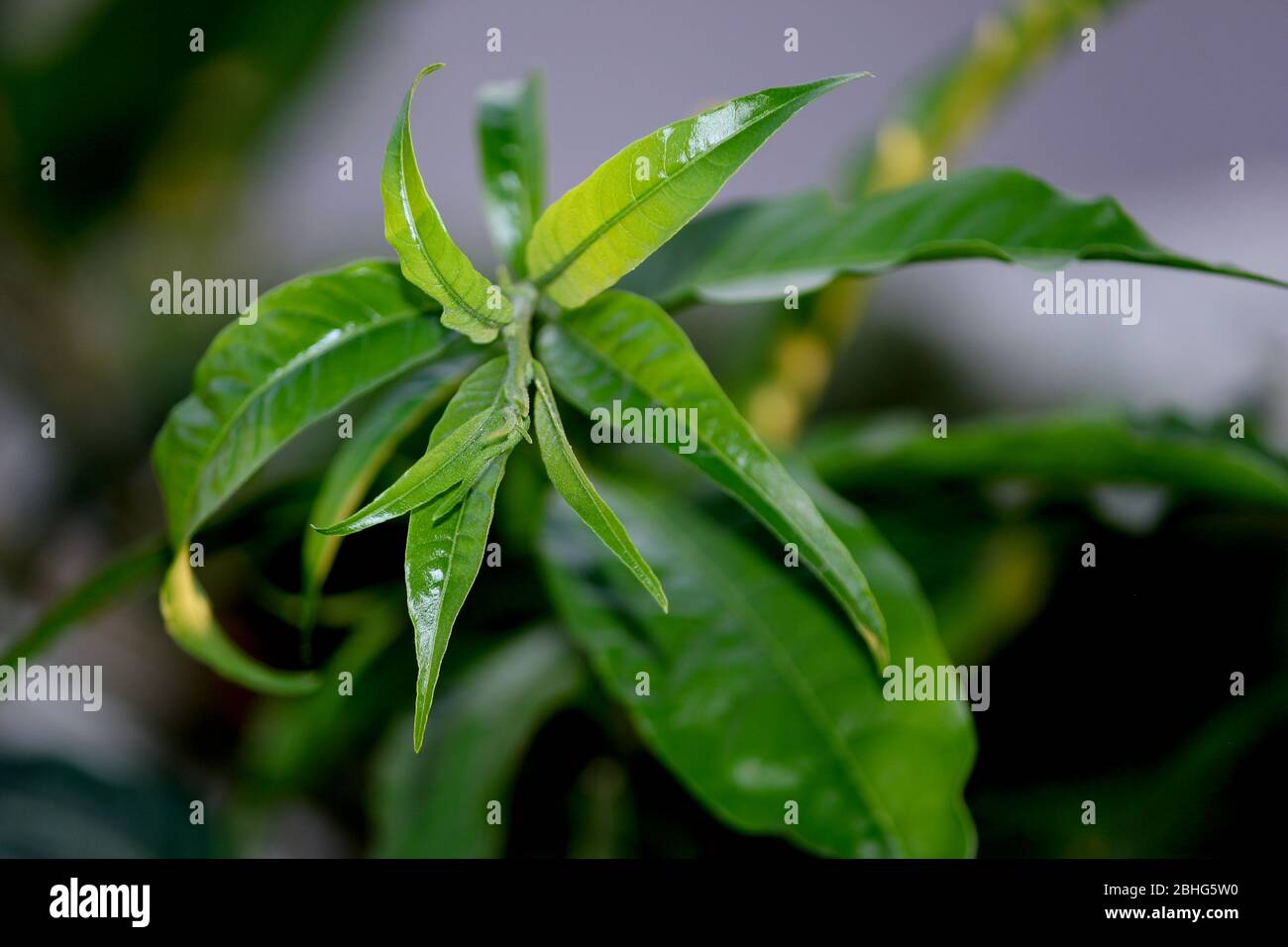 Jazmín nocturno, Cestrum nocturnum, raatrani planta verde naturaleza fondo Foto de stock