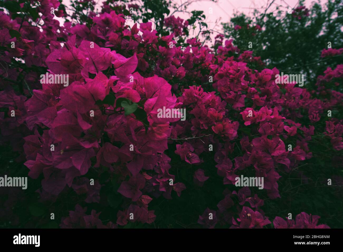 Flores Rosadas Tumblr Fotos E Imagenes De Stock Alamy