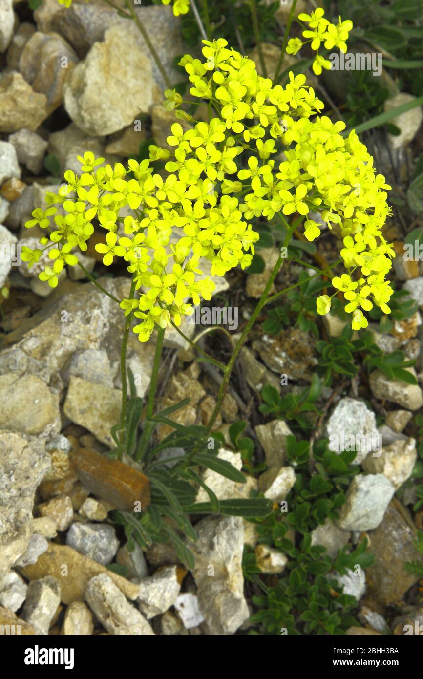 Gewöhnliches Brillenschötchen, Vizcutella laevigata ssp. Laevigata Foto de stock