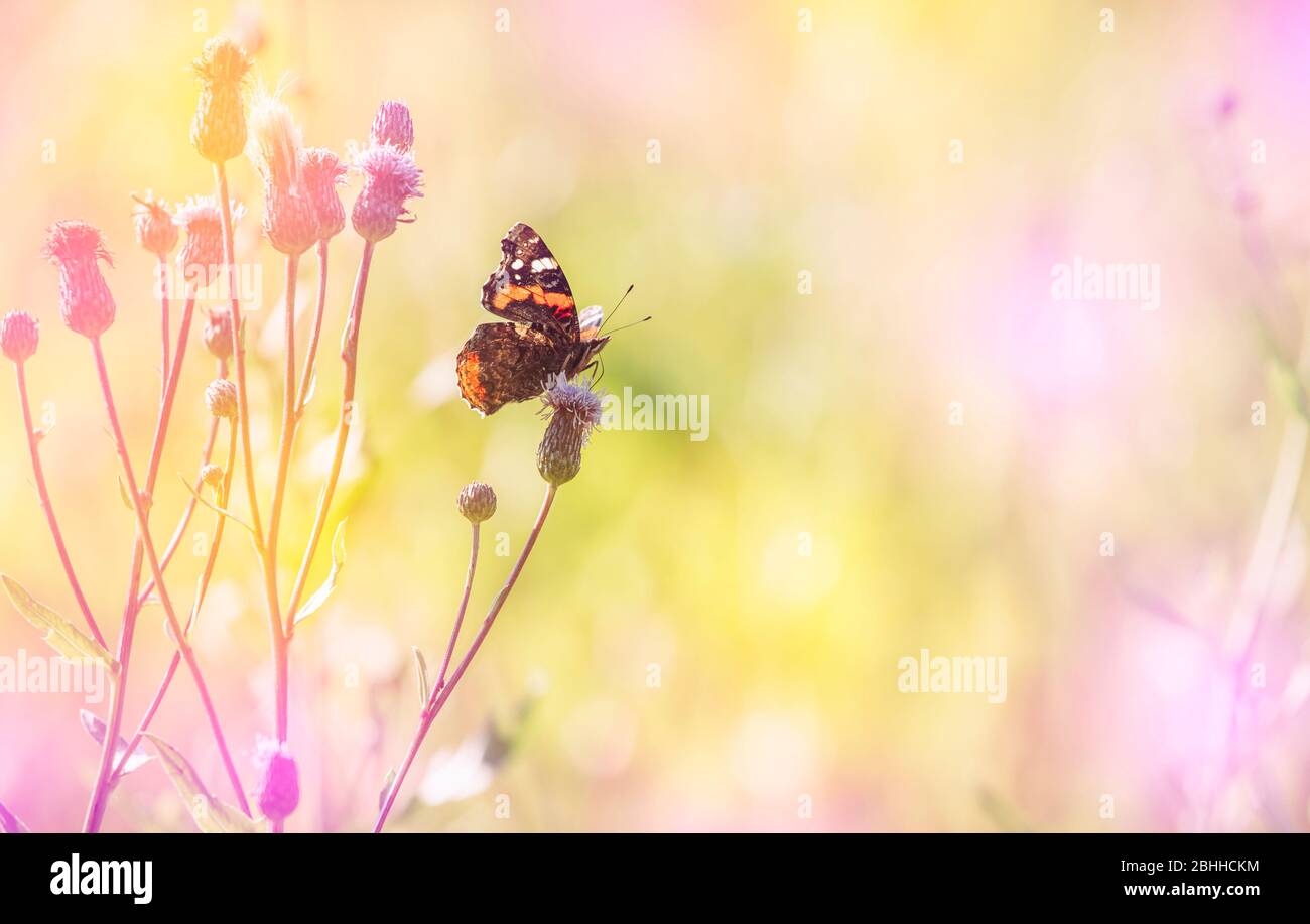 Vanessa atalanta la mariposa almirante roja en la parte superior de floración de cardo en la pradera en el soleado día de verano. Foto de stock