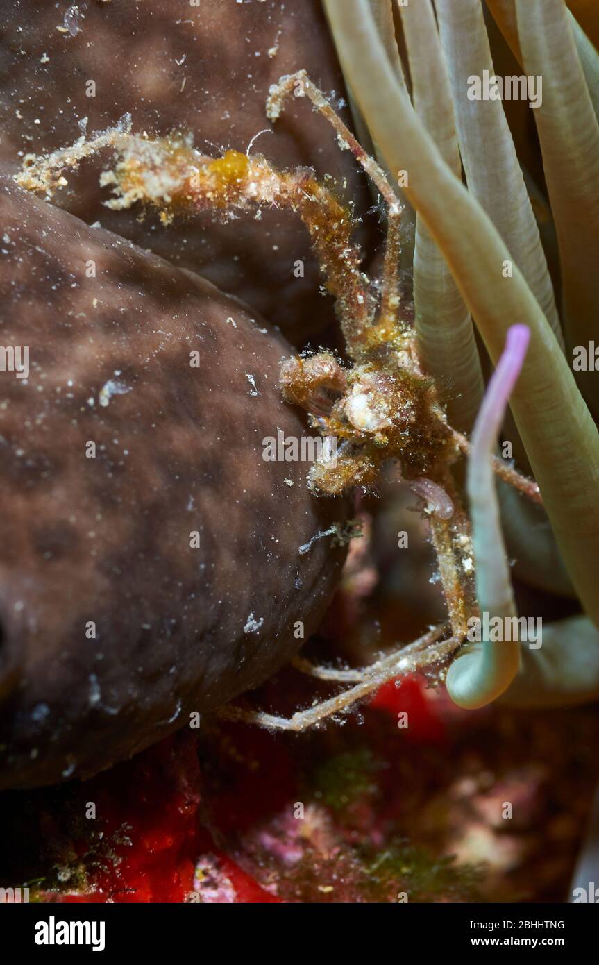 Cerca bajo el agua de cangrejo araña de lixiviar (Inachus phalangium) en el Parque Natural de Ses Salines (Formentera, Islas Baleares, Mar Mediterráneo, España) Foto de stock