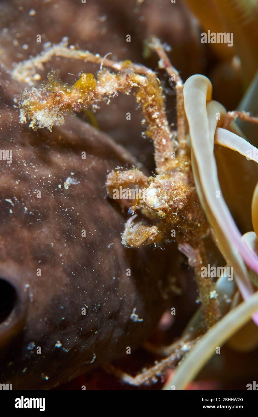 Cerca bajo el agua de cangrejo araña de lixiviar (Inachus phalangium) en el Parque Natural de Ses Salines (Formentera, Islas Baleares, Mar Mediterráneo, España) Foto de stock