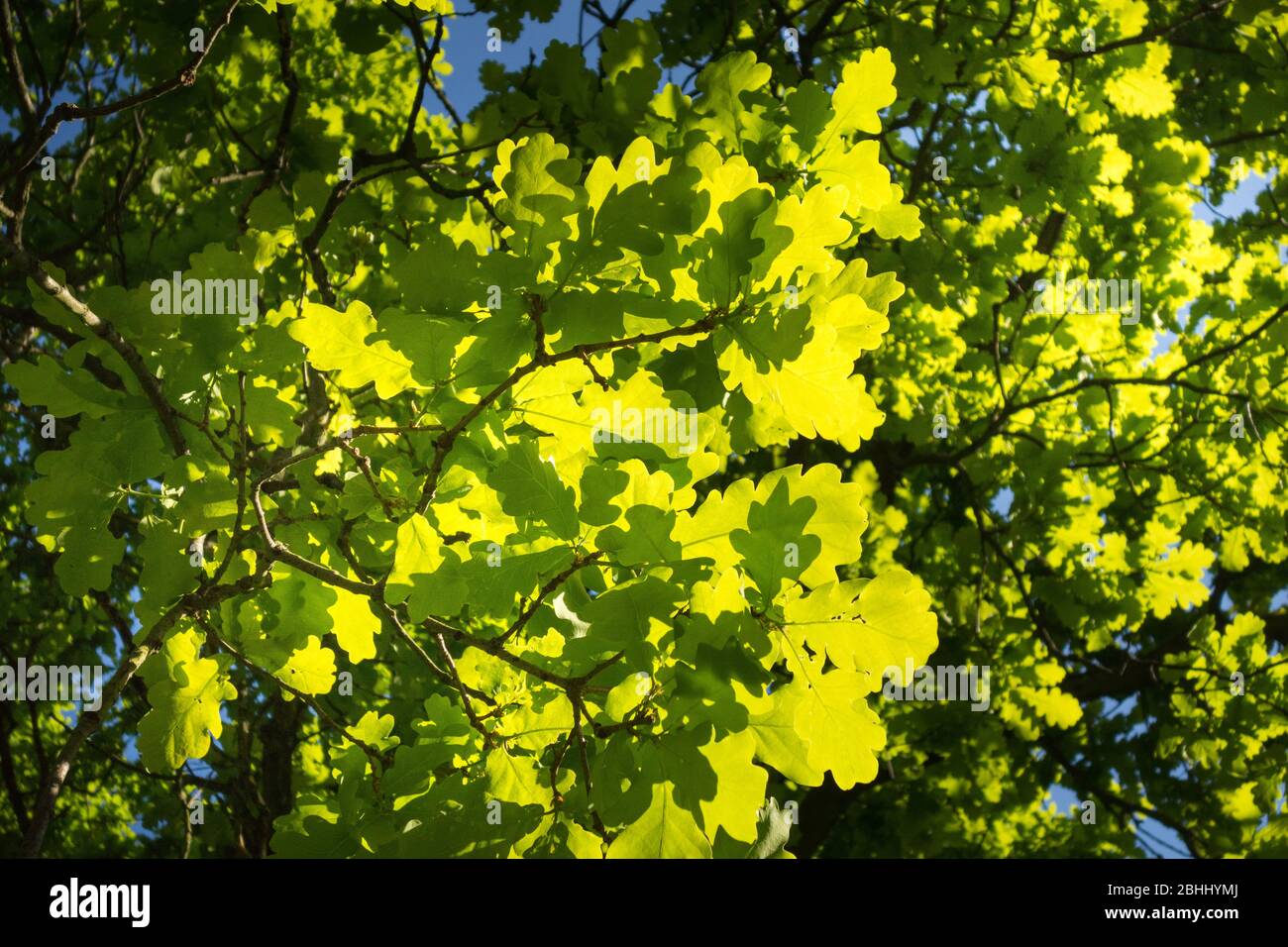 Las hojas del roble inglés (Quercus robur) Foto de stock
