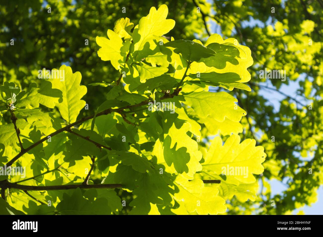Las hojas verdes del roble inglés (Quercus robur) Foto de stock
