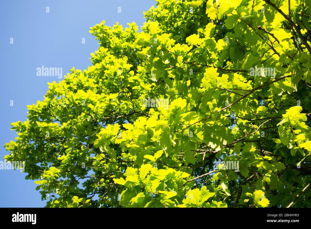 Las hojas del roble inglés (Quercus robur) Foto de stock