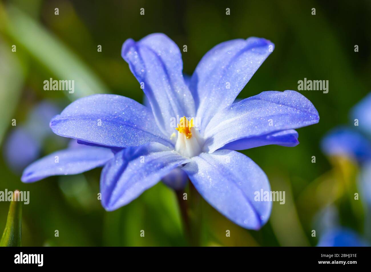 Cierre de flores de scilla Luciliae azul en días soleados. Plantas bulbosas  de la primera primavera. Enfoque selectivo Fotografía de stock - Alamy