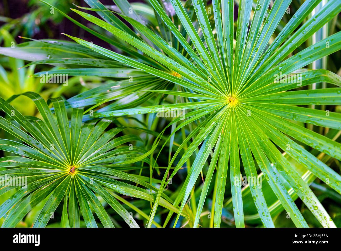 Las hojas de palmera en el interior de los Jardines de Invierno en el Palacio del Pueblo, que alberga plantas exóticas, Glasgow, Escocia, Reino Unido Foto de stock