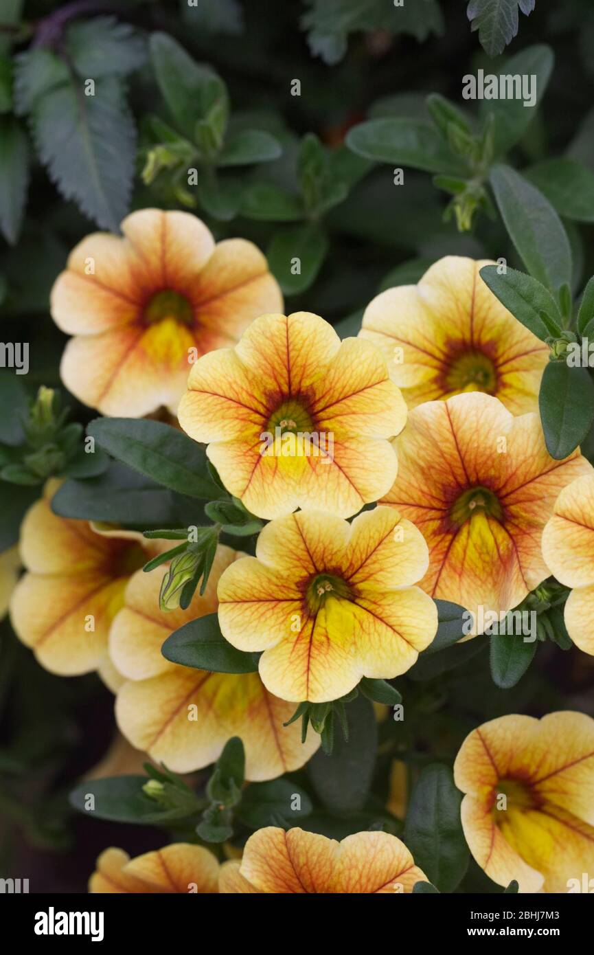 Calibrachoa puede Sunrise flores. Foto de stock